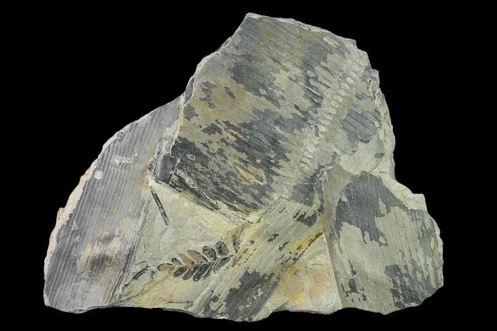 Pennsylvanian Fossil Horsetail (Calamites) Plate - Kentucky #136820